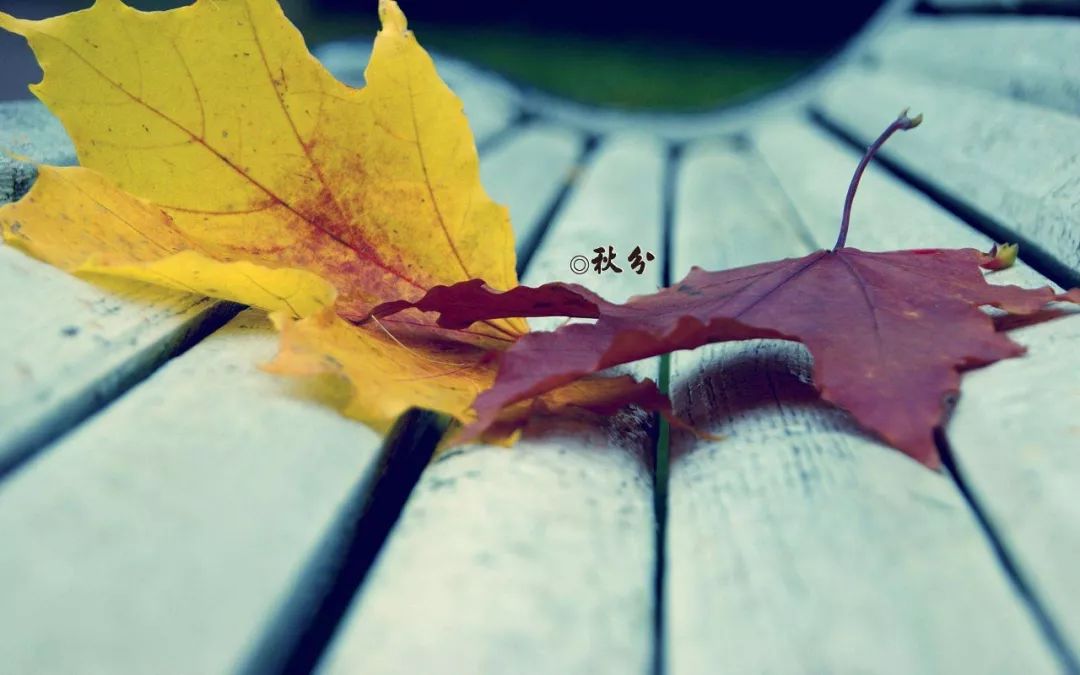 立秋人间最美是清秋,秋分是个浪漫的季节