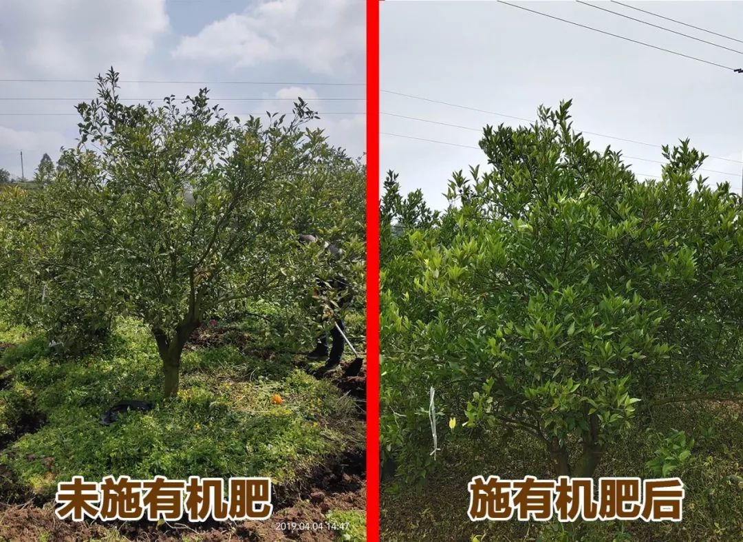 有机肥市场需求广阔,国内十大生物有机肥前10排名