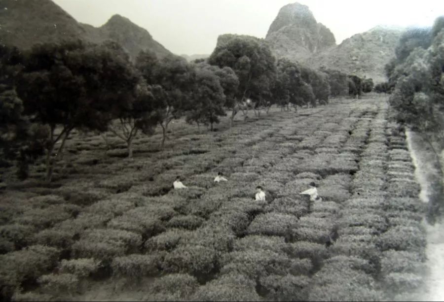 如歌岁月全部视频,如歌岁月完整版