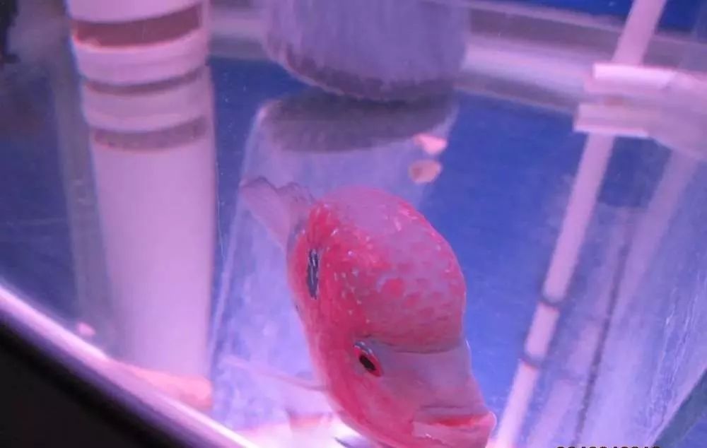 慢性肠炎用中医还是西医治疗好,肠炎食疗最简单方法