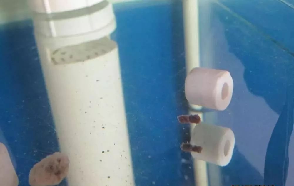 溃疡性肠炎有哪些症状如何治疗,猫胃肠炎的症状判断及治疗方法