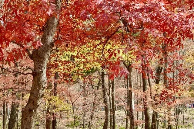 80%的人都想不到的赏秋好去处,不能错过的日本赏枫胜地