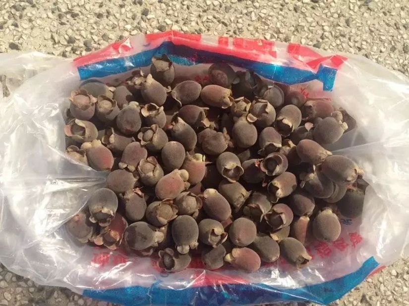 为了泳滩,遇上稔子和山日