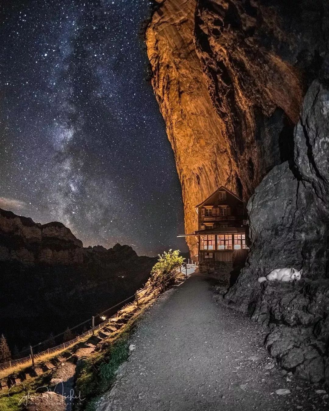 纯白色德牧是咋回事,黑白杂色德牧