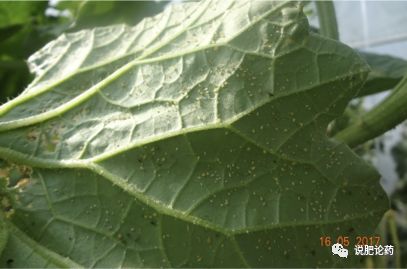 七星瓢虫吃蚜虫生物防治,七星瓢虫怎么防治害虫