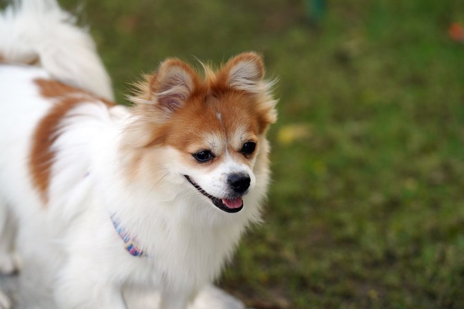 索尼alpha7r5微单相机评测,索尼全幅微单alpha7rv参数