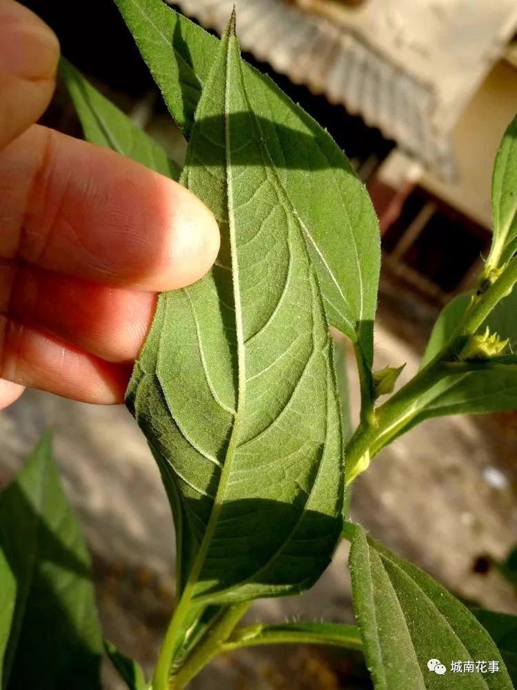 洋姜丨留住童年的味道