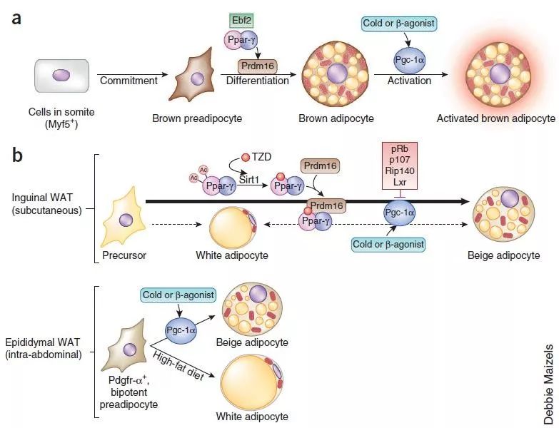 我要减肥怎么减最快,减肥只减肚子的方法