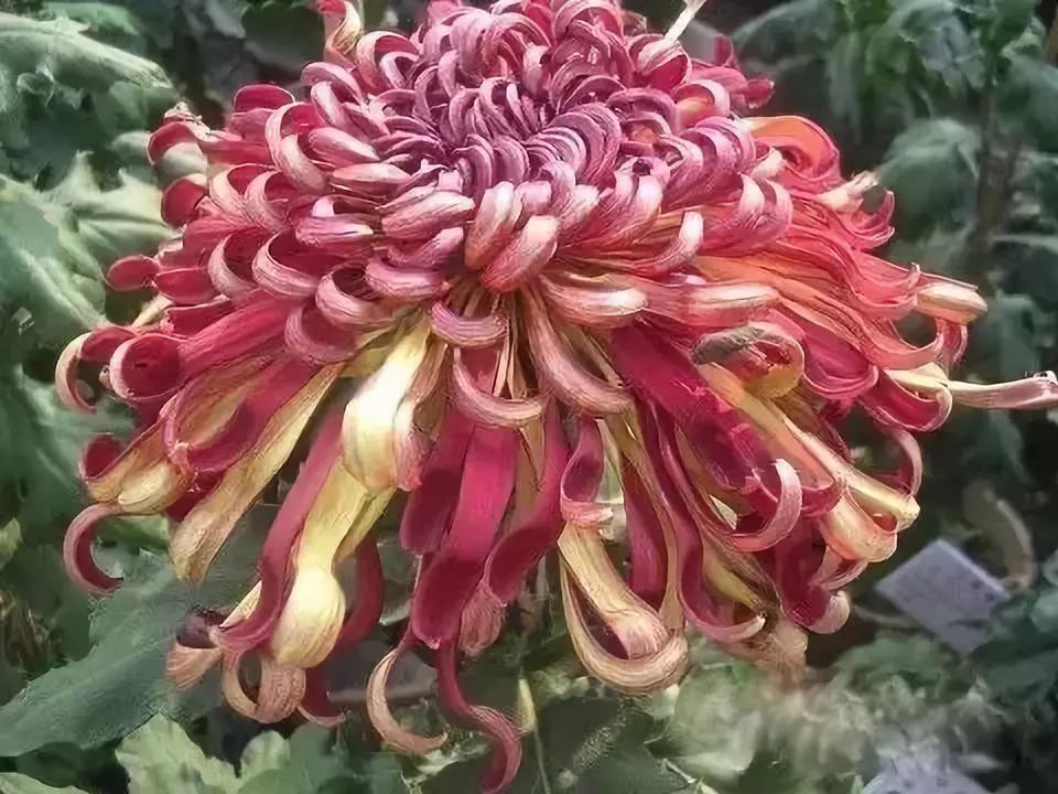 80种最美菊花高清图片,最具欣赏价值的菊花