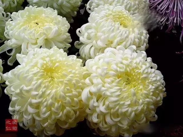 80种最美菊花高清图片,最具欣赏价值的菊花