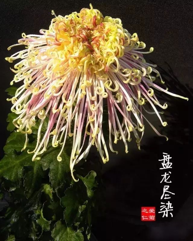 世界最美菊花图整整80种太珍贵了,世界上最美的菊花叫什么名字