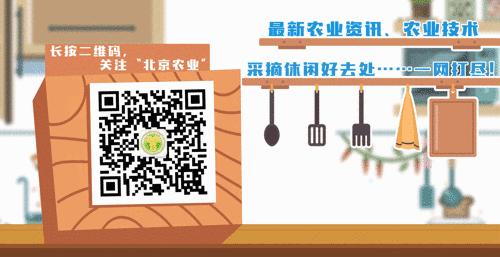 樱桃保存最佳方法快递,樱桃怎么样才能放冰箱保鲜