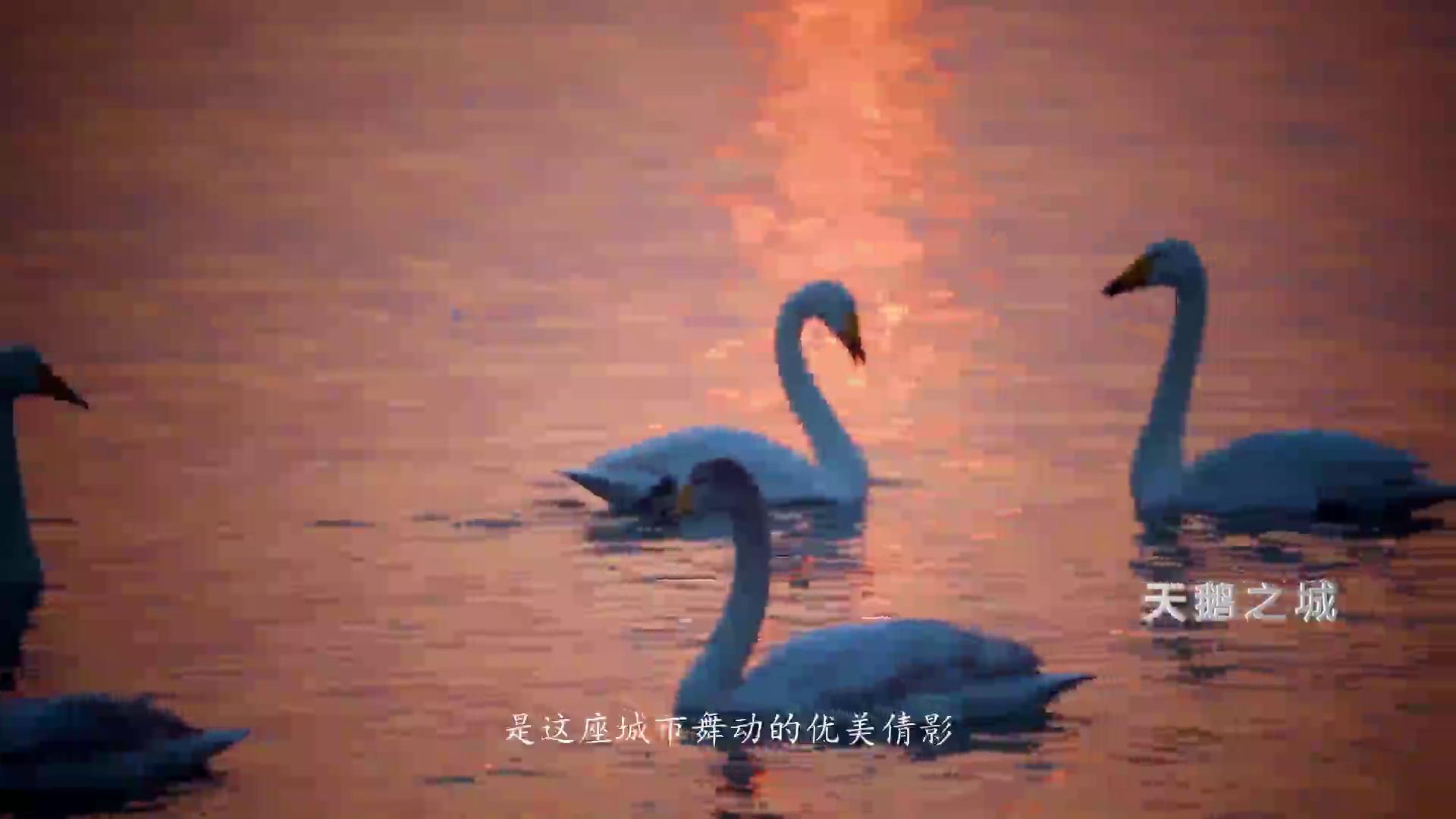 栉风沐雨二十载硕果累累,栉风沐雨二十载砥砺奋进谱新篇