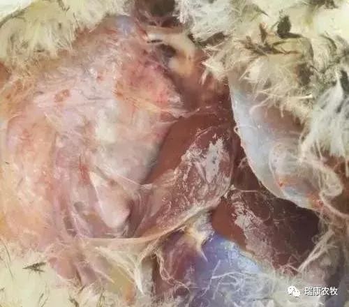 小鹅呼吸道的治疗方法,鹅出现腿瘸腿软怎么办