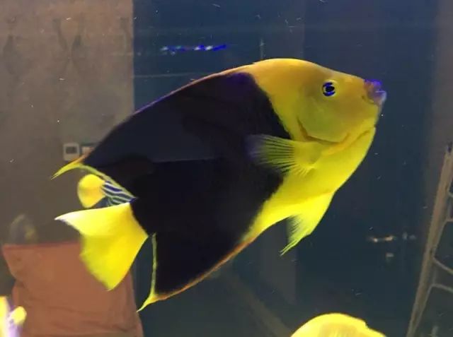 fot多大缸,fot高缸