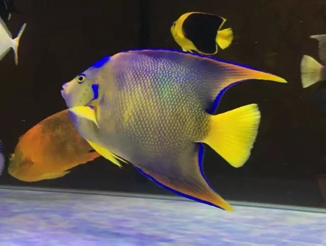 fot多大缸,fot高缸