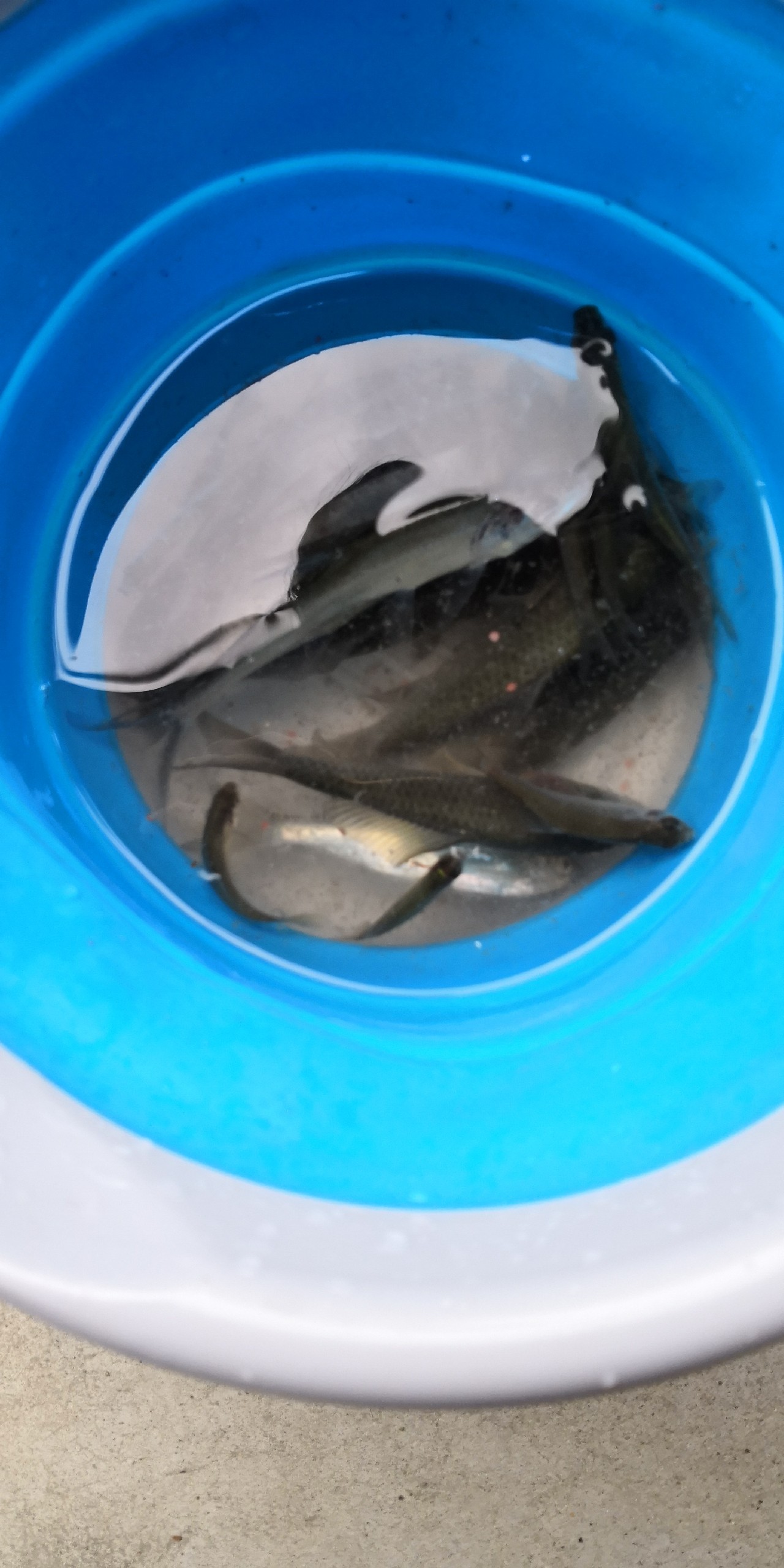 入坑第一天钓鱼,入坑一年所钓的鱼种