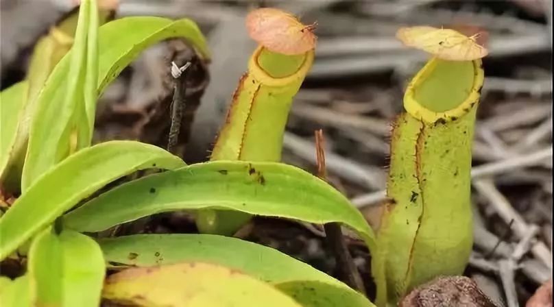 有关十二生肖的草药有哪些,十二生肖中草药食用方法