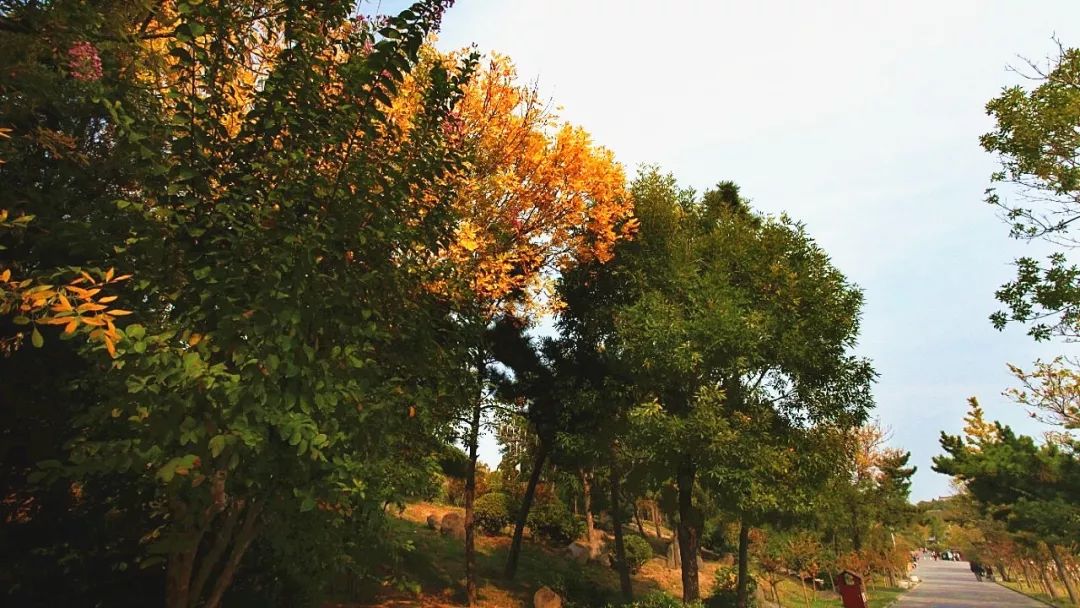 蓬莱夏天的海边,带你领略蓬莱好风景