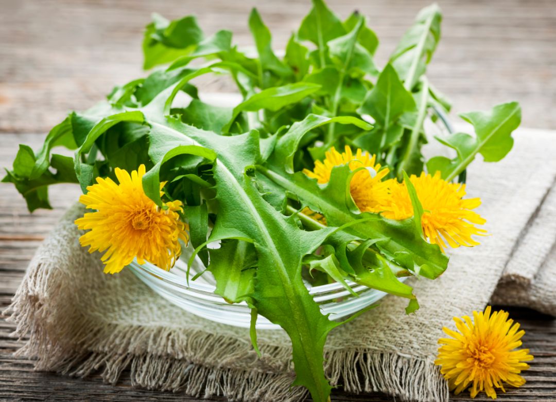 冬天蒲公英泡水喝,冬天蒲公英根泡水喝