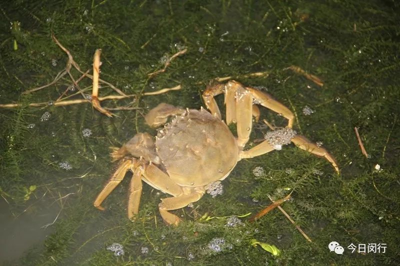 上海闵行区大闸蟹,阳澄湖特大大闸蟹