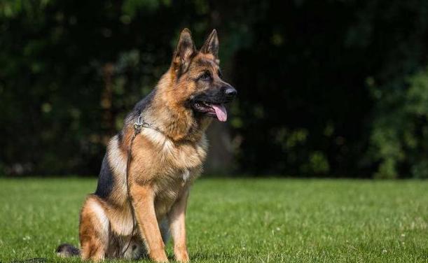 世界十大价值最昂贵的狗狗,全世界最贵的狗狗是什么价位