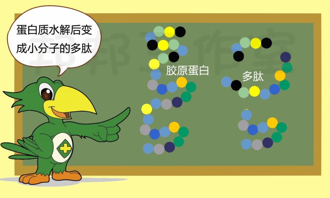 胶原蛋白美白丸葡萄籽,胶原蛋白肽美白丸副作用