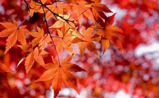 赏红叶地方,赏红叶最佳旅游地