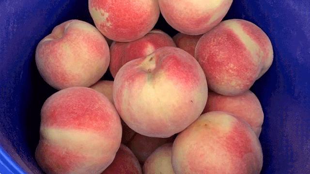 金秋红蜜正宗做法,金秋红蜜的特点