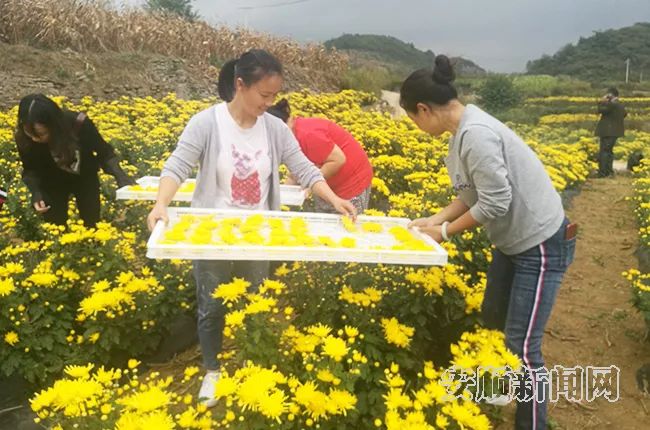 安顺平坝区白云镇花柱村金丝皇菊,平坝花柱村金丝皇菊开出致富花