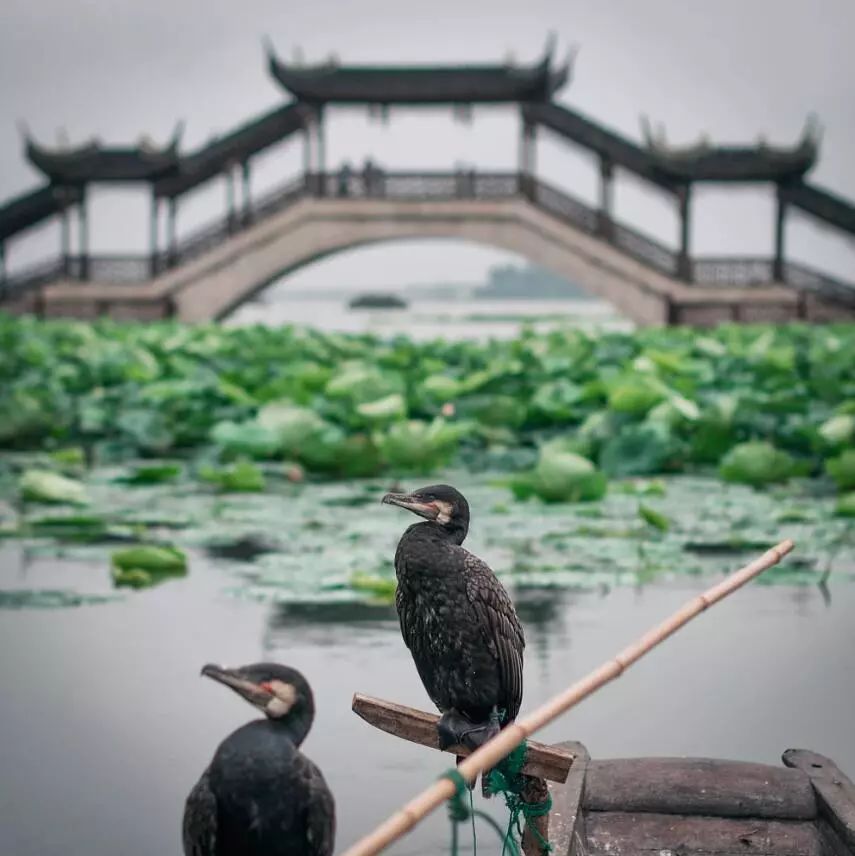 苏州吃蟹路线,苏州吃太湖蟹攻略