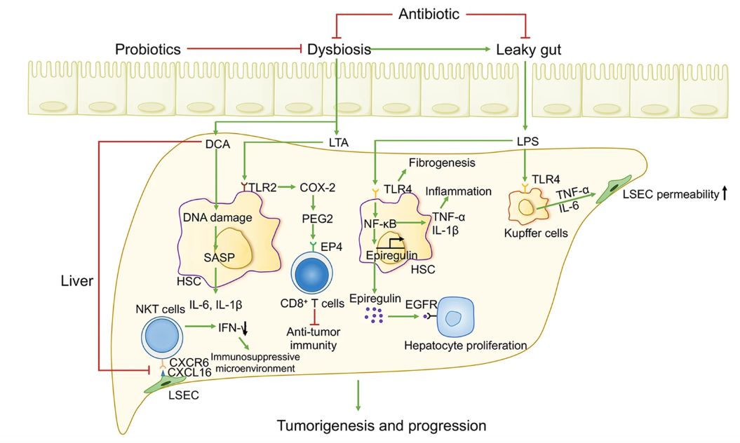 10月,33篇必读微生物研究:癌症、微生物药物、脑肠轴、皮肤-肠道轴、共生病毒、阴道微生物、菌群免疫互作、肠道黏液、粪菌移植