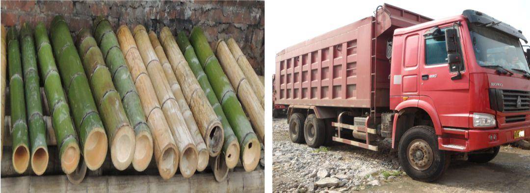 竹子的优点有哪些,竹子很有营养吗