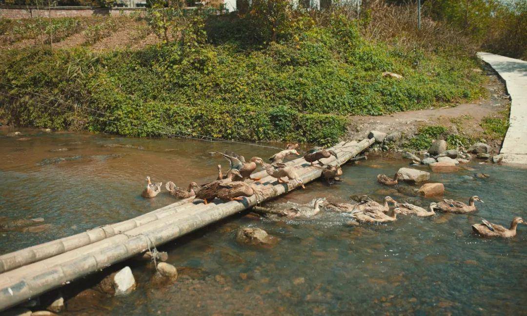 竹子的优点有哪些,竹子很有营养吗