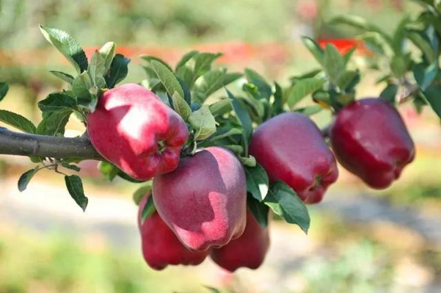 「中央媒体看甘肃」苹果丰收却销售不畅，省委书记为甘肃苹果代言