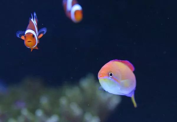 这是人家十年前的缸？我这些年瞎玩了……