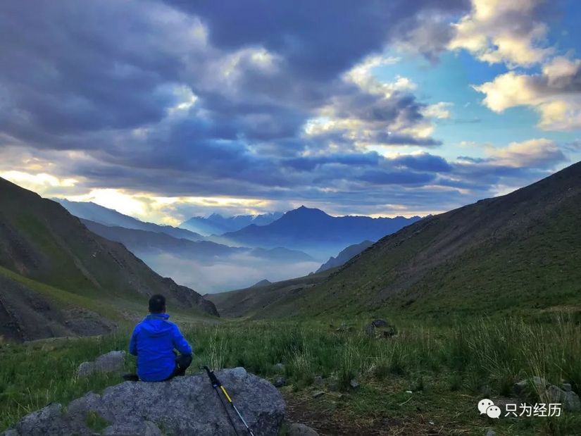 博格达雪莲,博格达天山雪莲