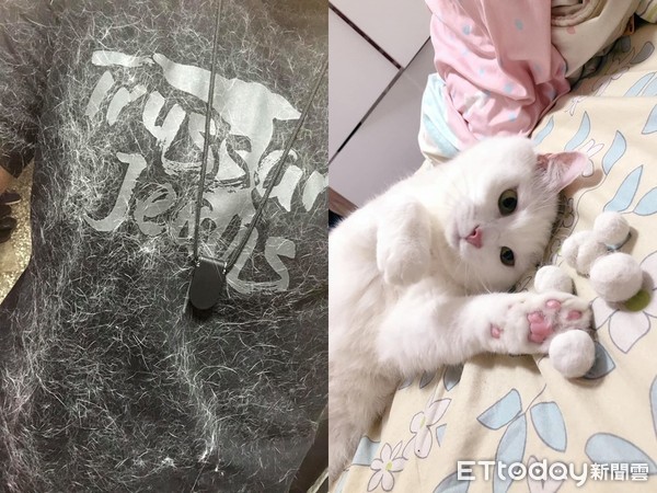 喵见天气转凉　贴心帮奴才把黑T变白毛衣