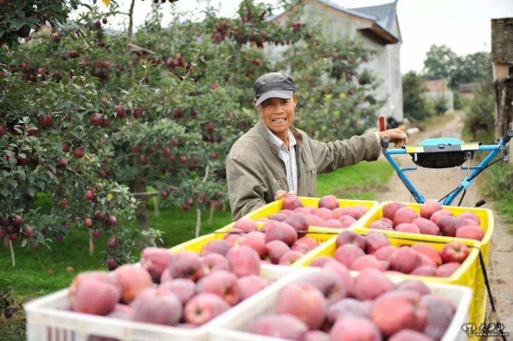 礼县小苹果视频,甘肃礼县苹果现摘现卖