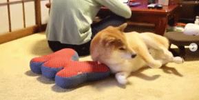 狗狗身上过敏症状,容易被忽视的狗病