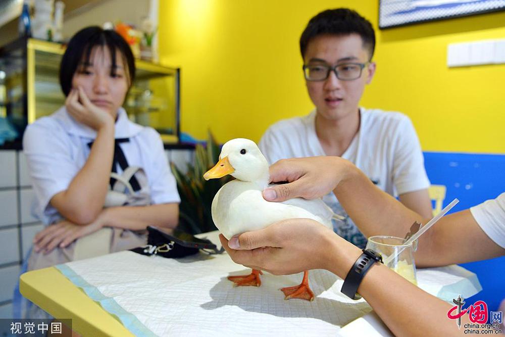 生活不易被迫营业看萌宠如何为自己“赚”口粮