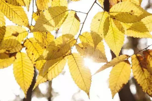 霜降来临天气凉,霜降凉风来了