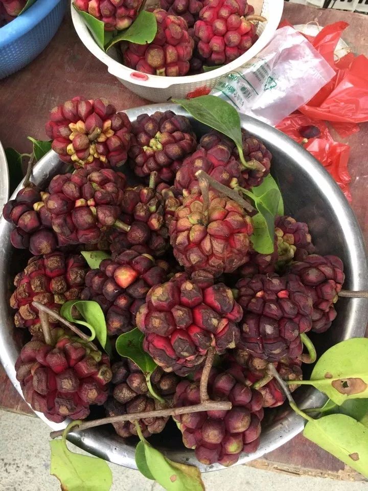 桂林特产野生果,广西桂林冬天山上的野果