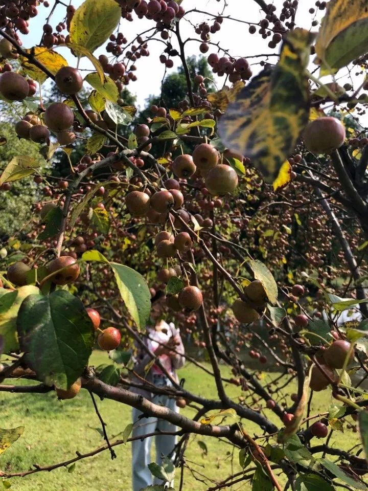 桂林特产野生果,广西桂林冬天山上的野果