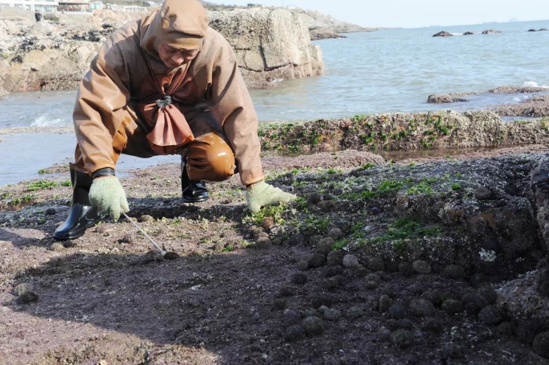 为什么海胆走路要“屁股”朝天
