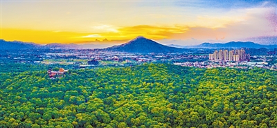 荔枝，林间玉酝滋甘露