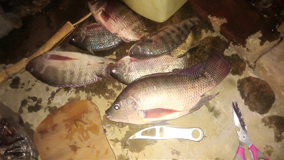 带友渔乐记渔获20斤,钓鱼不能*欢偷**