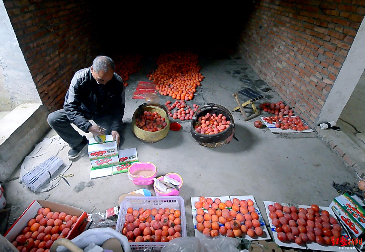 火晶柿子采摘工月薪3万新闻,火晶柿子采摘园