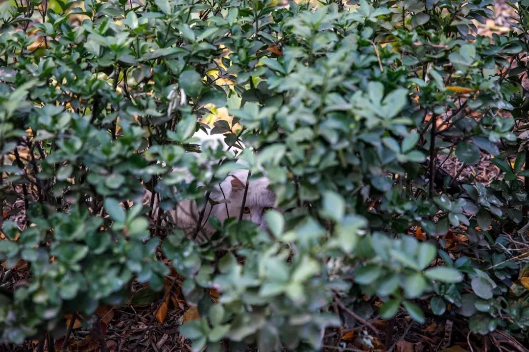 rf24-70浜屼唬闀滃ご娴嬭瘎,rf24-70f4闀滃ご娴嬭瘎