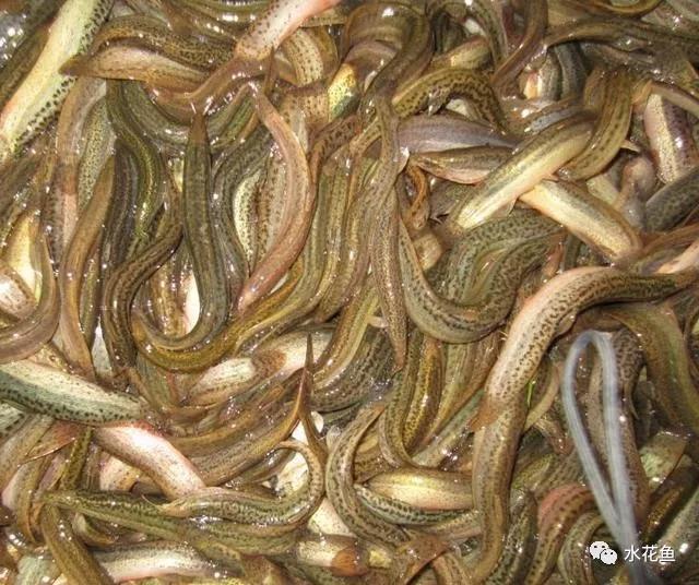 泥鳅养殖最怕什么,泥鳅养殖技术是骗局